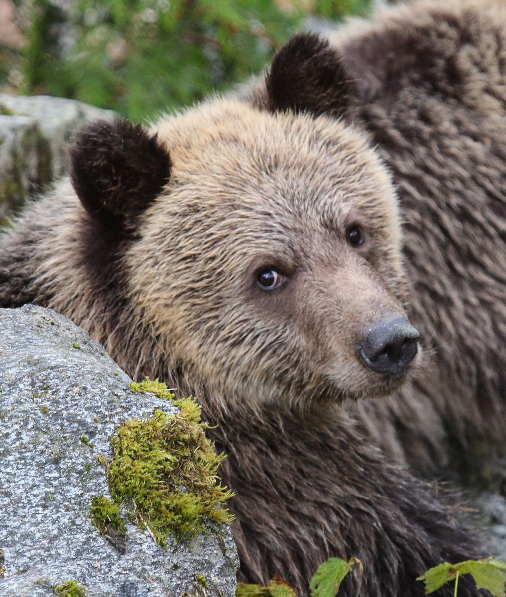 bearsdaily_'s tweet photo. https://t.co/NS7YnwF0b4