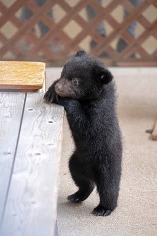 🐻 Bears Daily 🐻 tweet media