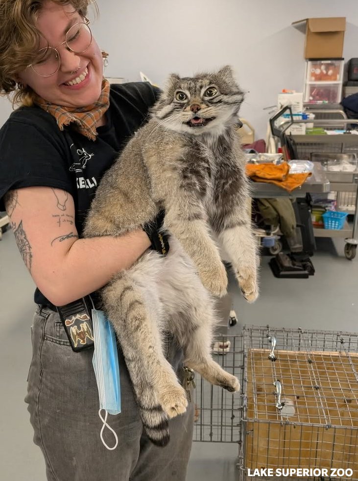 DailyMantle tweet media