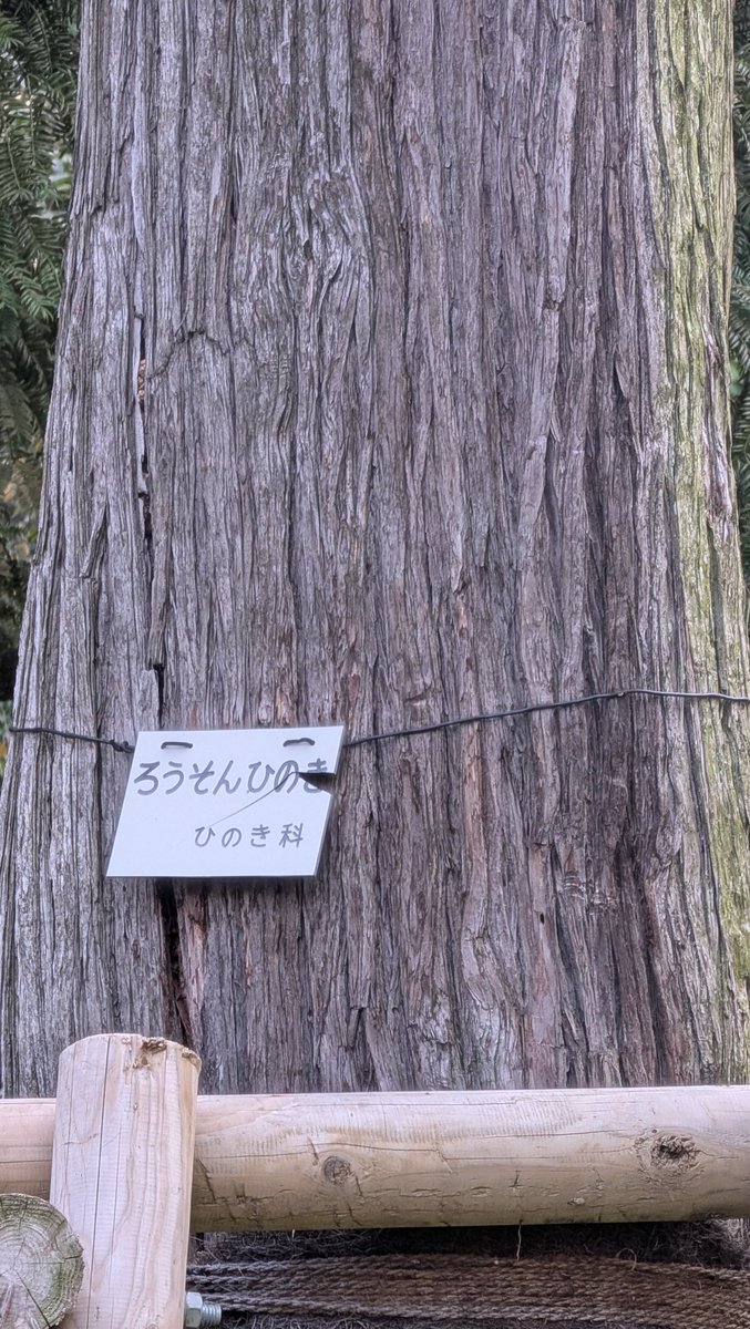 FUNAPREの船田 tweet media