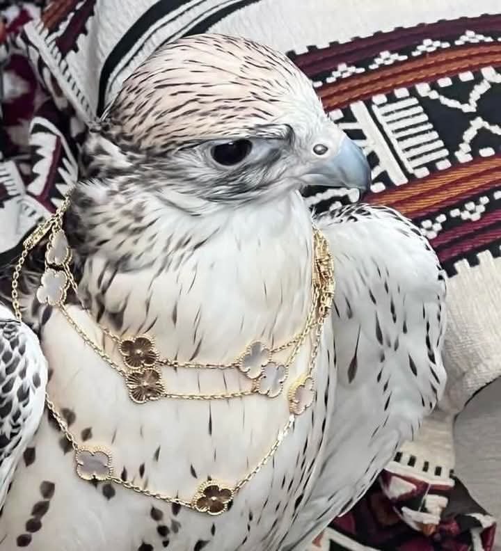 ๐๐ุญุฑูู ุงูุบูุง ๐ธ๐ฆ๐ธ๐ฆ tweet media