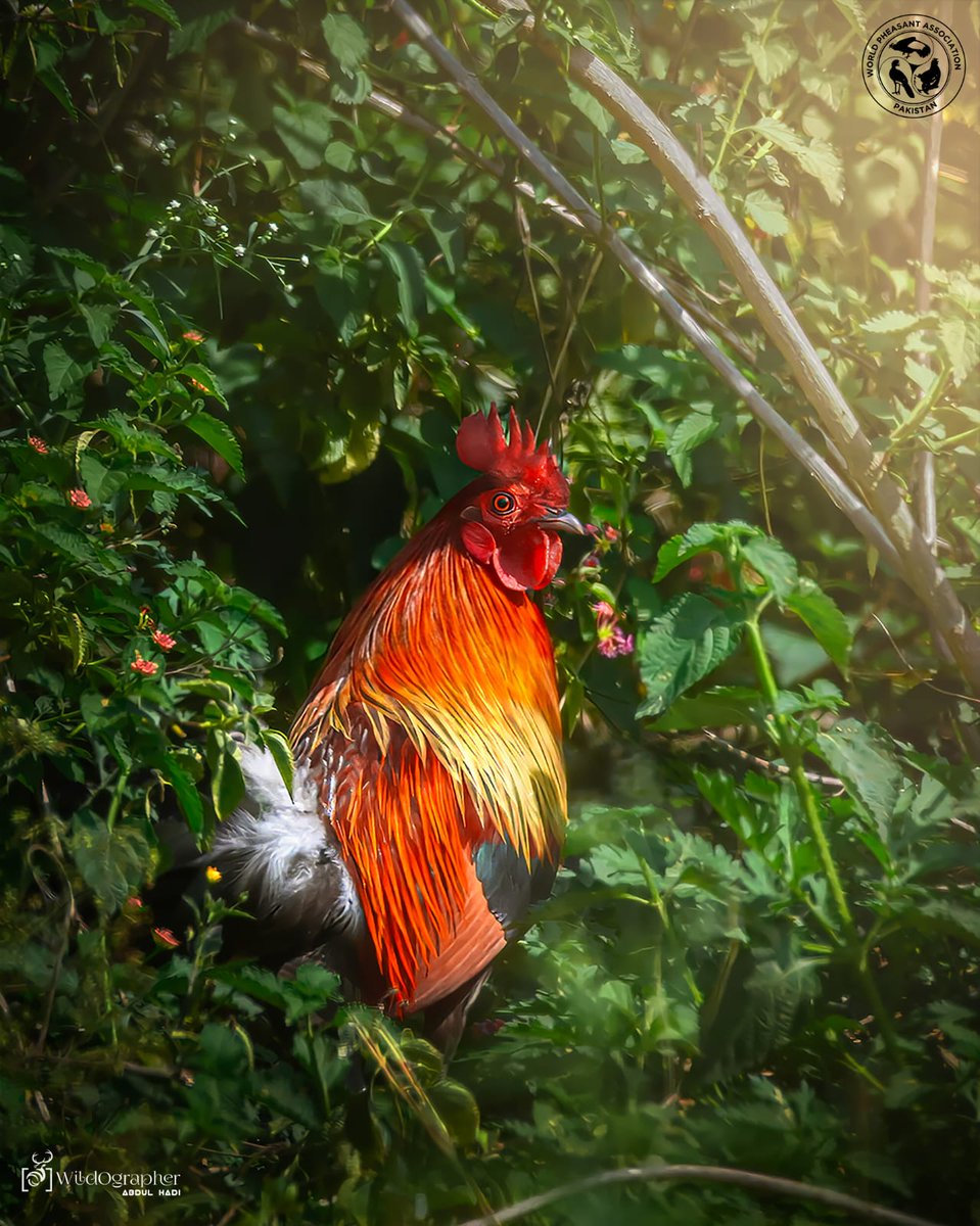 Syed Rizwan Mehboob tweet media