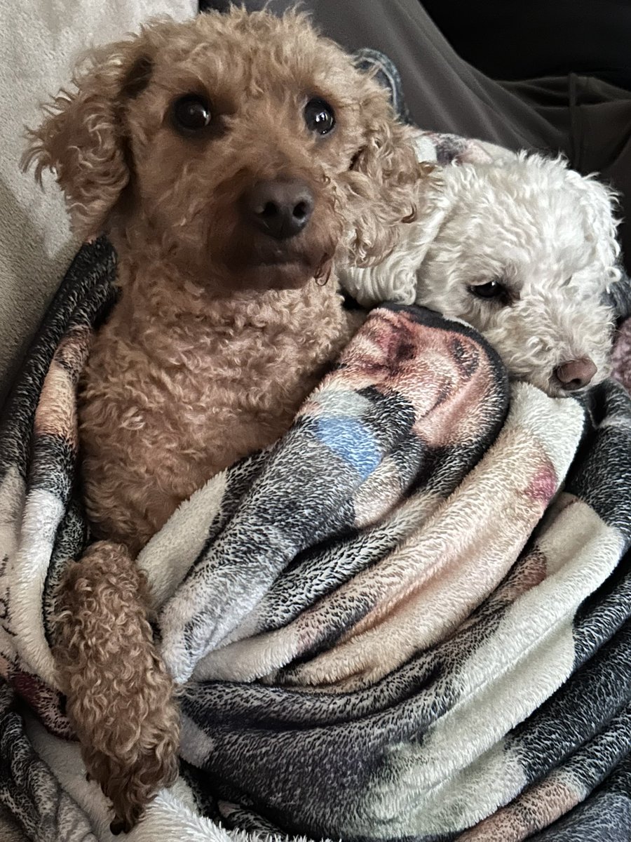 Rocco&Bear82 tweet media