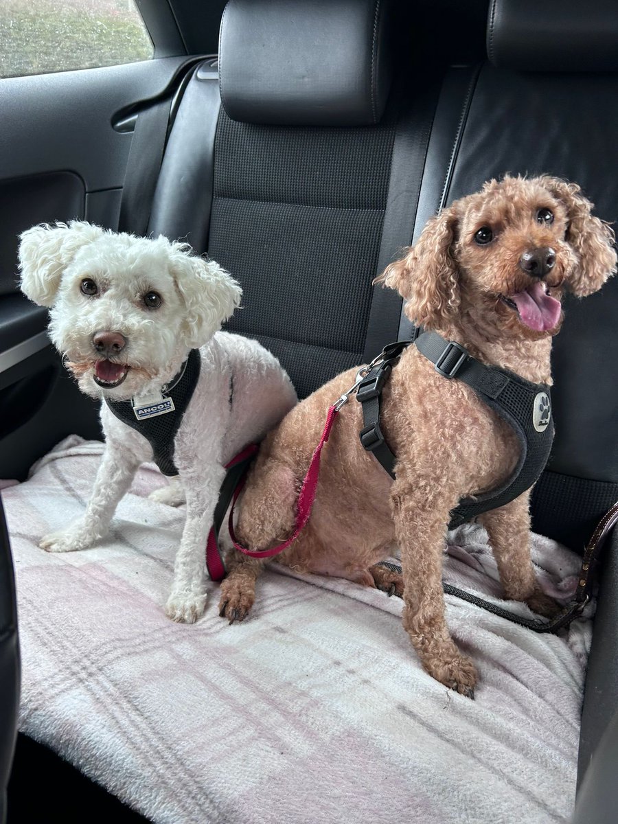 Rocco&Bear82 tweet media