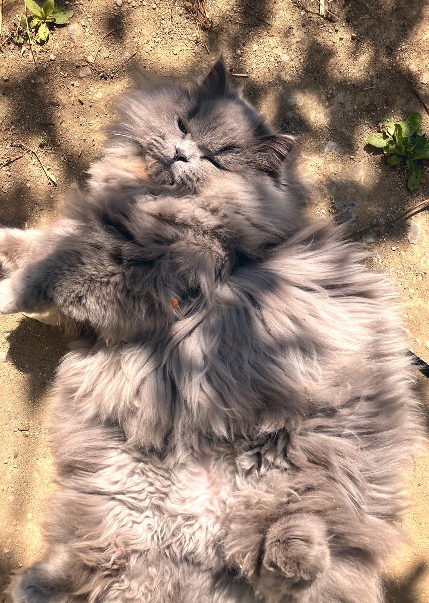 つじ にぬき tweet media