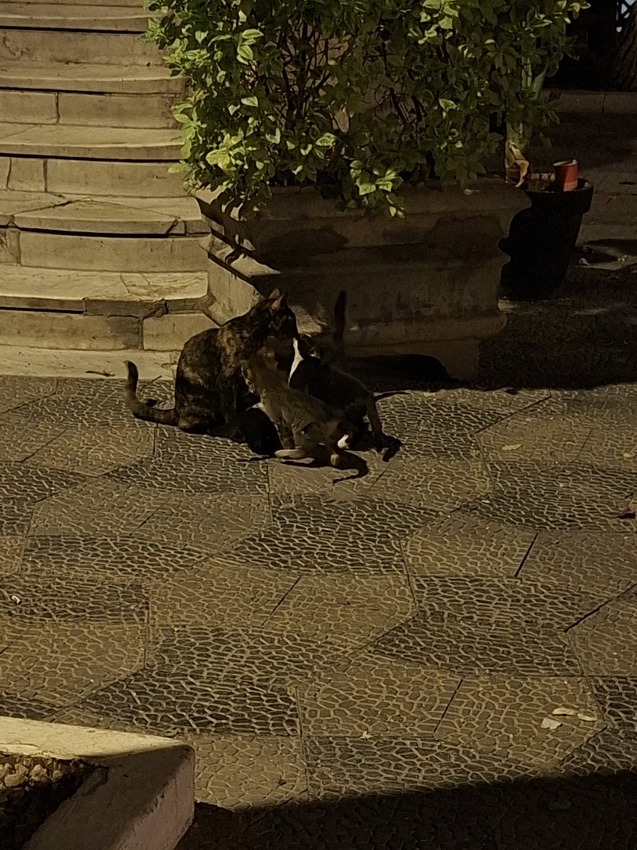 Mohamed Elsherbini tweet media