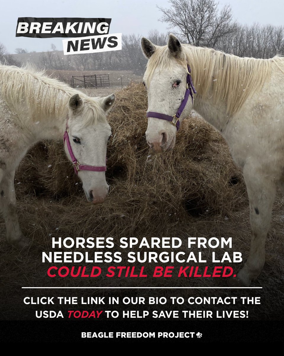 Beagle Freedom Project tweet media