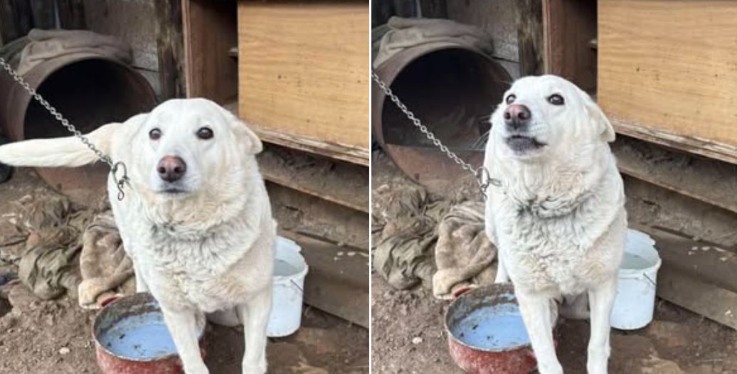 helena grej tweet media