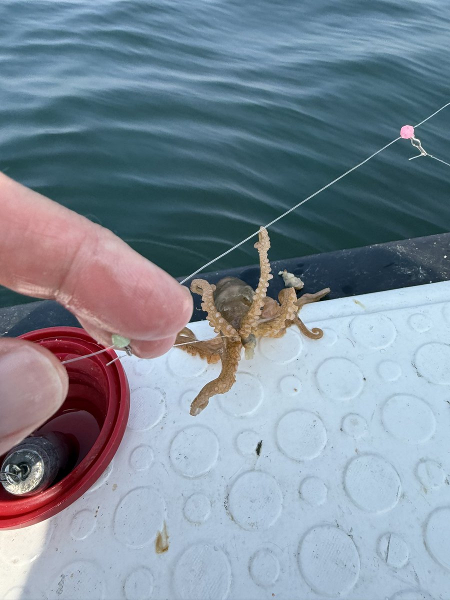 スソ﨑（社畜） tweet media