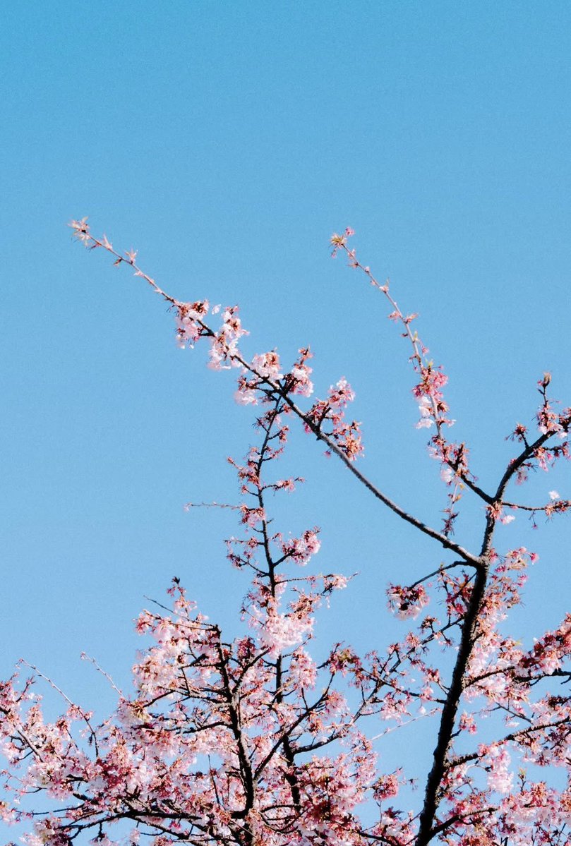 Itsuki Haru tweet media