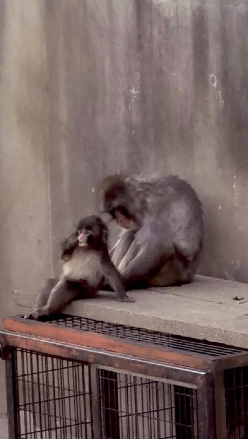 punch fan account パンチファンアカウント tweet media