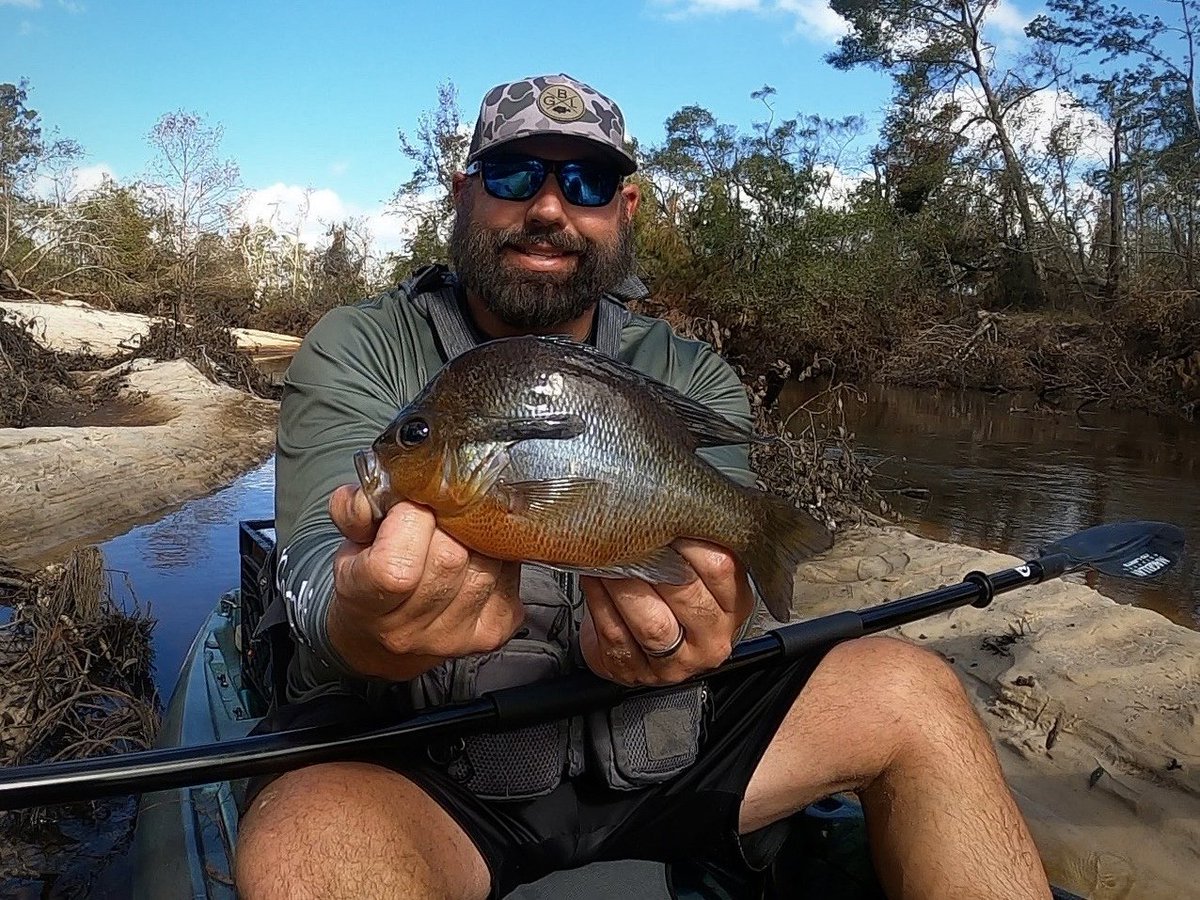 Georgia Outdoor News tweet media