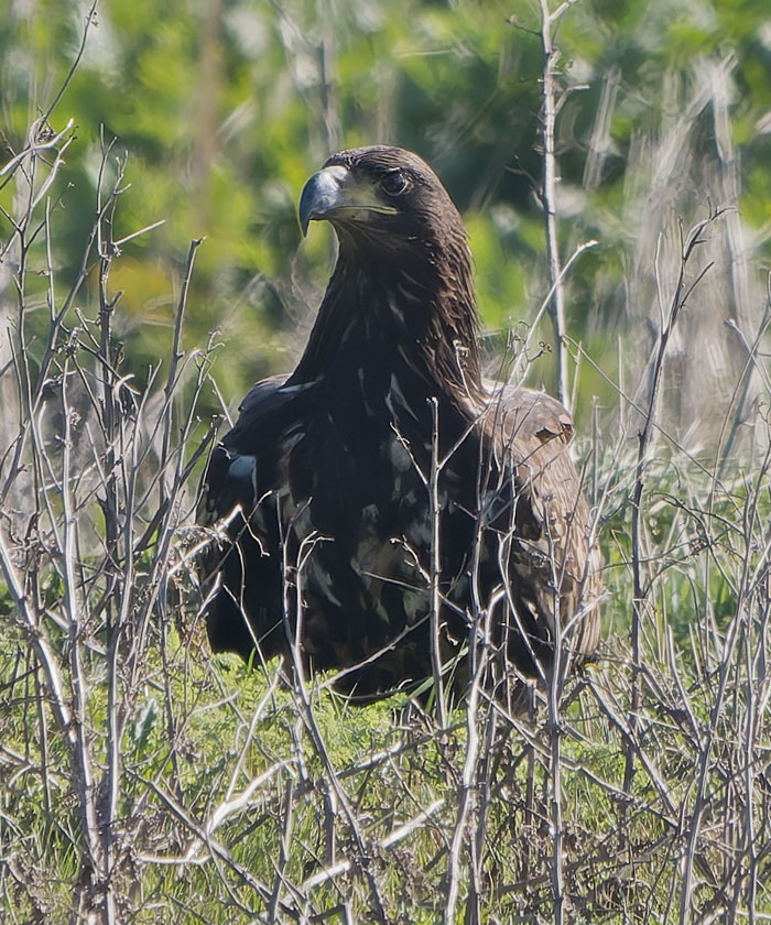 Steve Gantlett tweet media