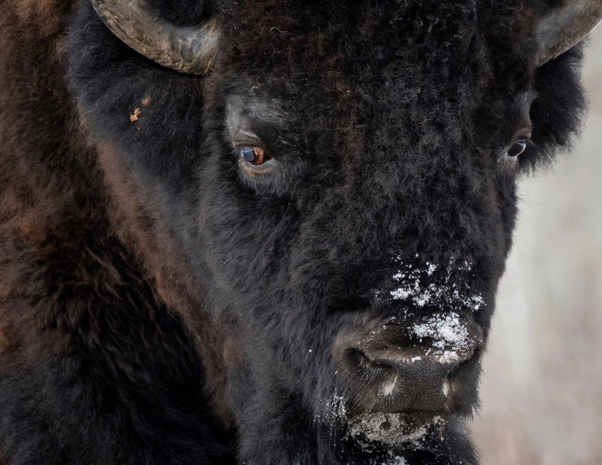 trina_artist's tweet image. Bison bison bison 🦬
I just love their winter coats! 
#bison #wildlife #loveit