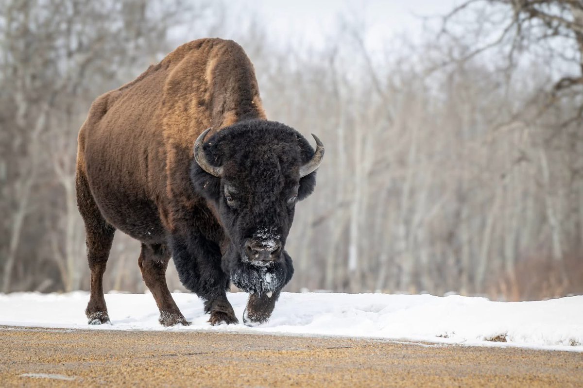 trina_artist's tweet image. Bison bison bison 🦬
I just love their winter coats! 
#bison #wildlife #loveit