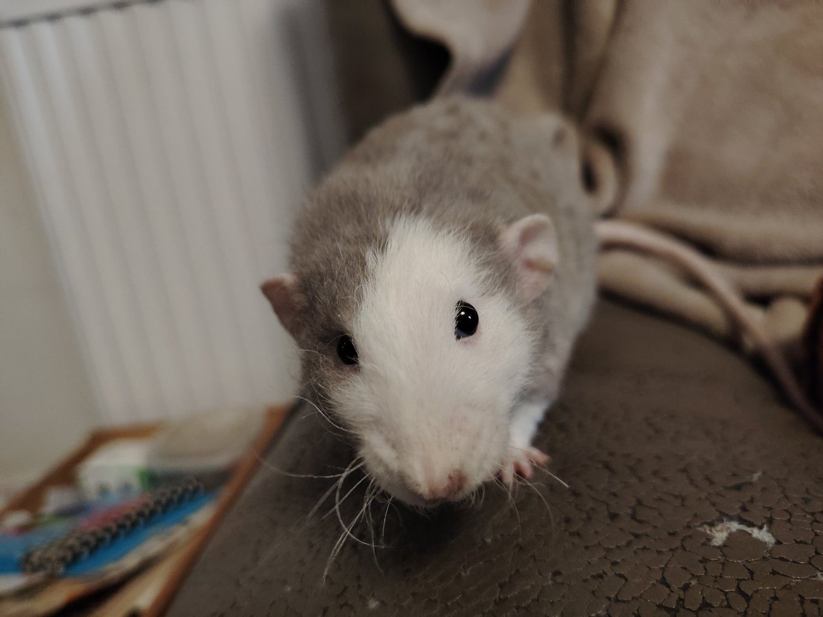 Sir Appa, Lord Momo & Presidemt Hawkie's Legacy 🐀 tweet media