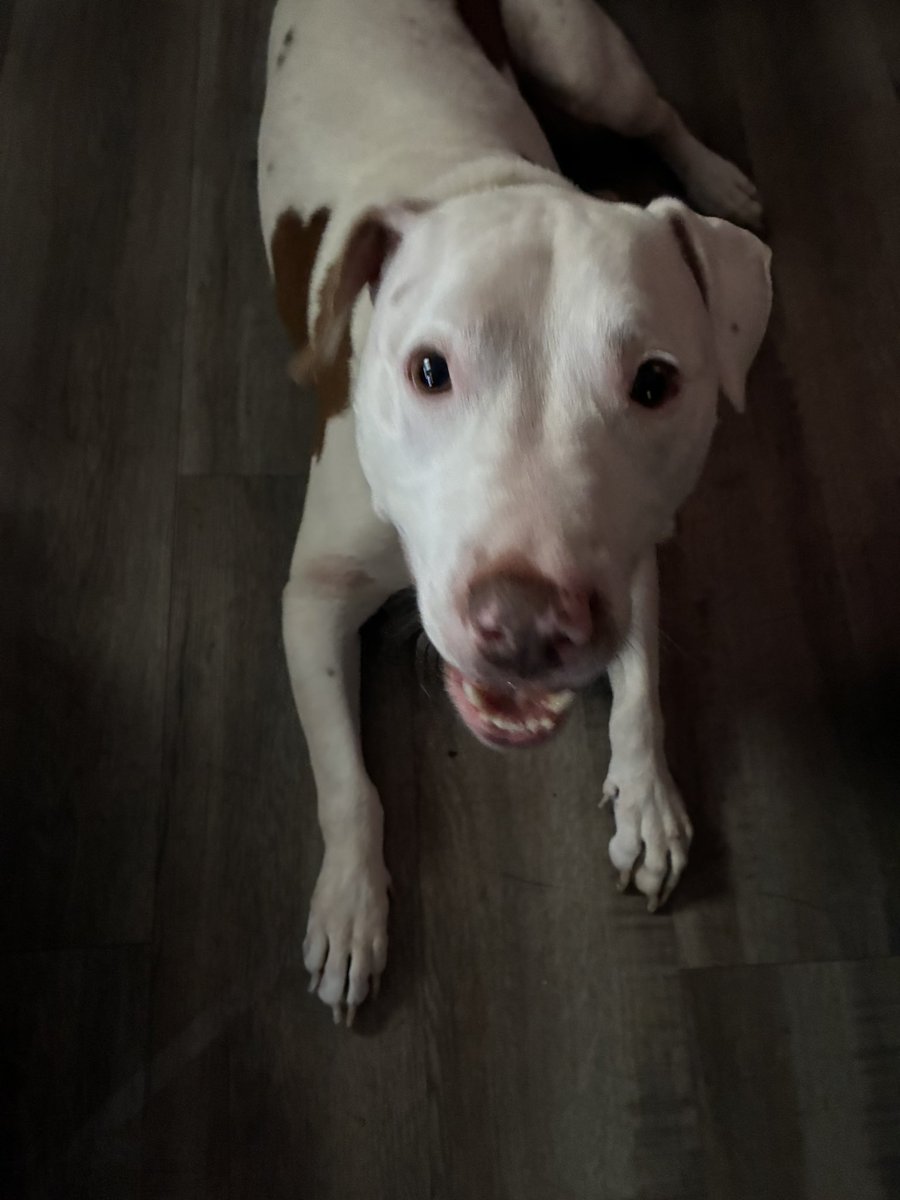 REZ | YoAj 🔜TXSD tweet media