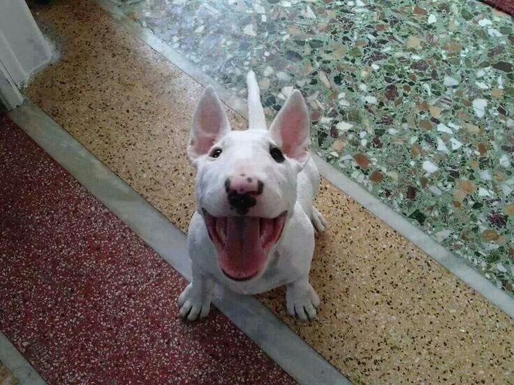 SiliGremlin tweet media