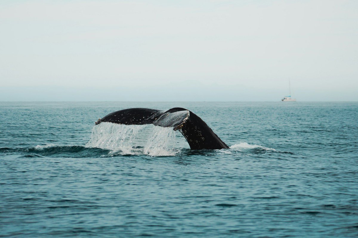 New Boston Post tweet media