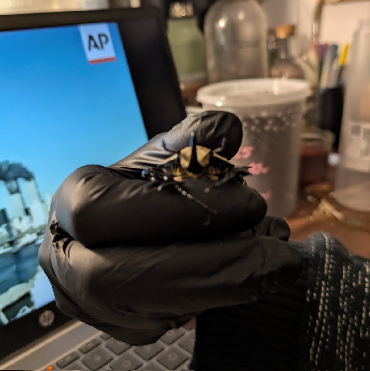 rio 🪲 bug oomf tweet media