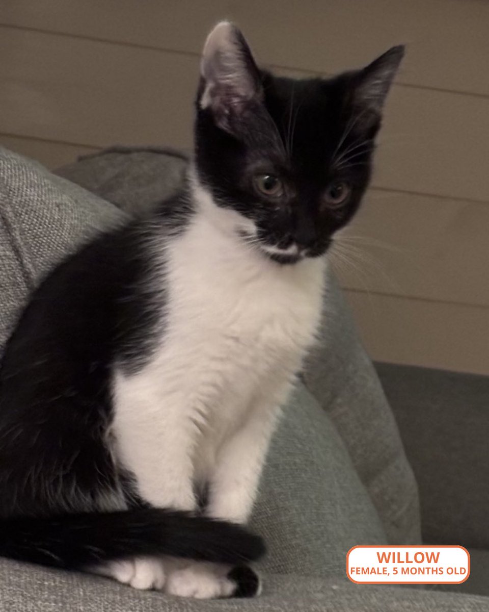 FeralCatProgramGA tweet media