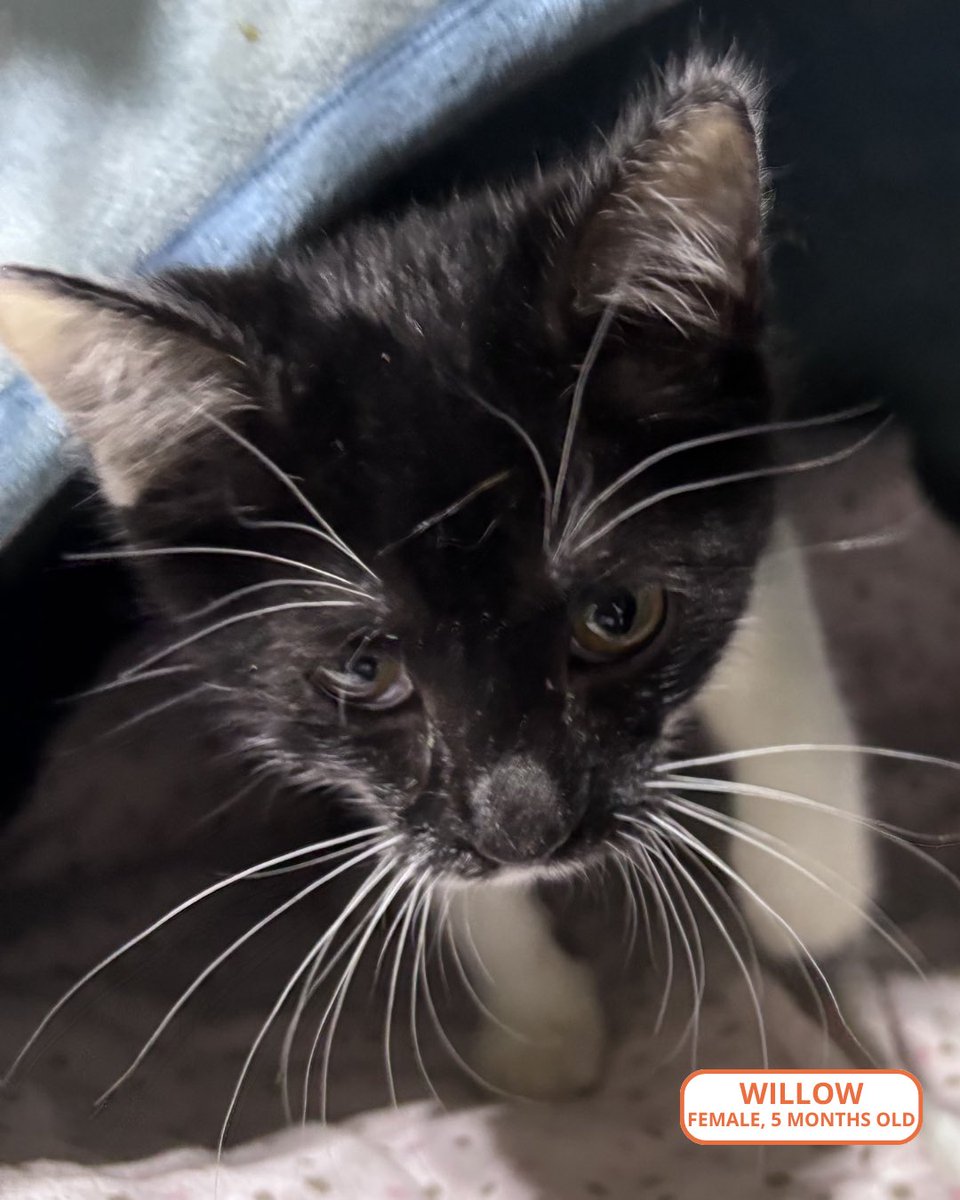 FeralCatProgramGA tweet media