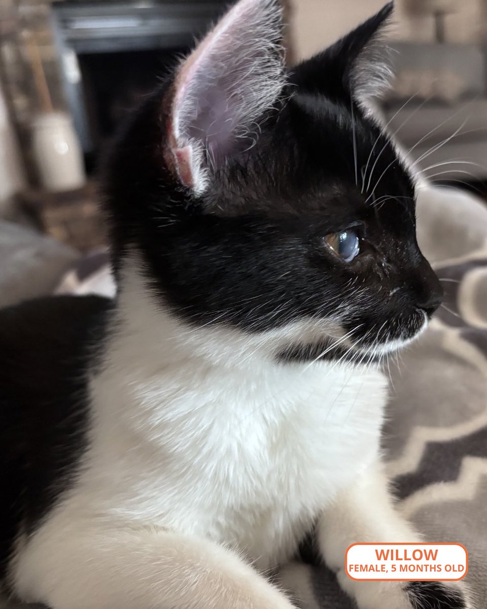 FeralCatProgramGA tweet media