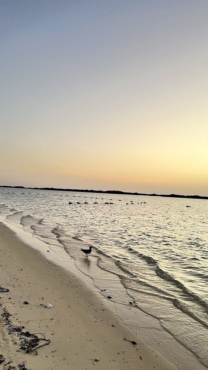 Doaa Albarakti🐬 tweet media