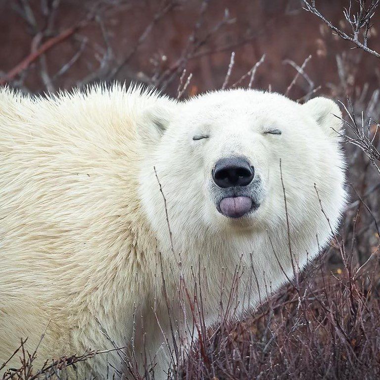 🐻 Bears Daily 🐻 tweet media