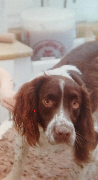 Edward Dutton tweet media