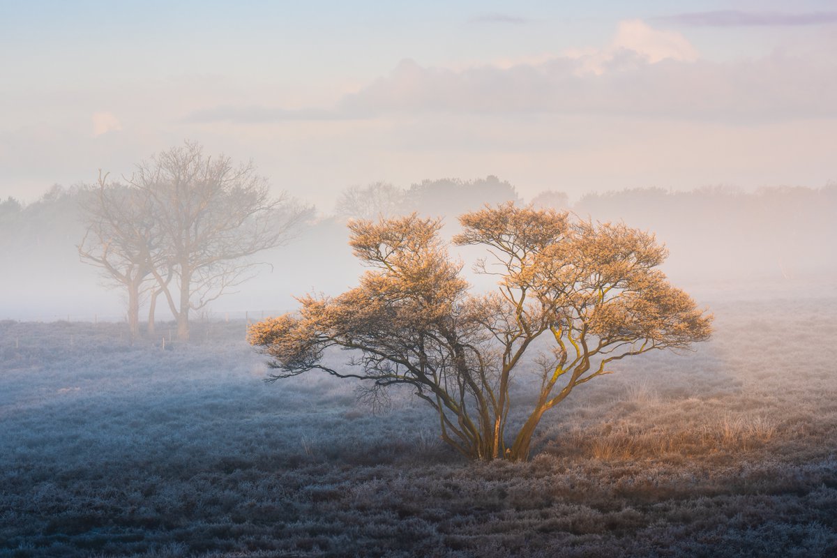 albertdrosphoto's tweet photo. Autumn in spring? It almost looks like it. But this is the first golden light hitting the blossoming trees on a morning last week. It was just magical. This is a place near my house. After 15 years I still can't get enough. https://t.co/QDG7pbPG5Z