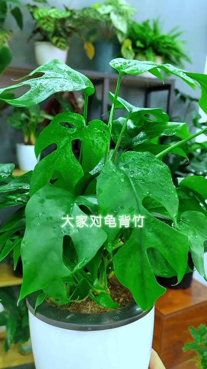 RENEE WALKER tweet media