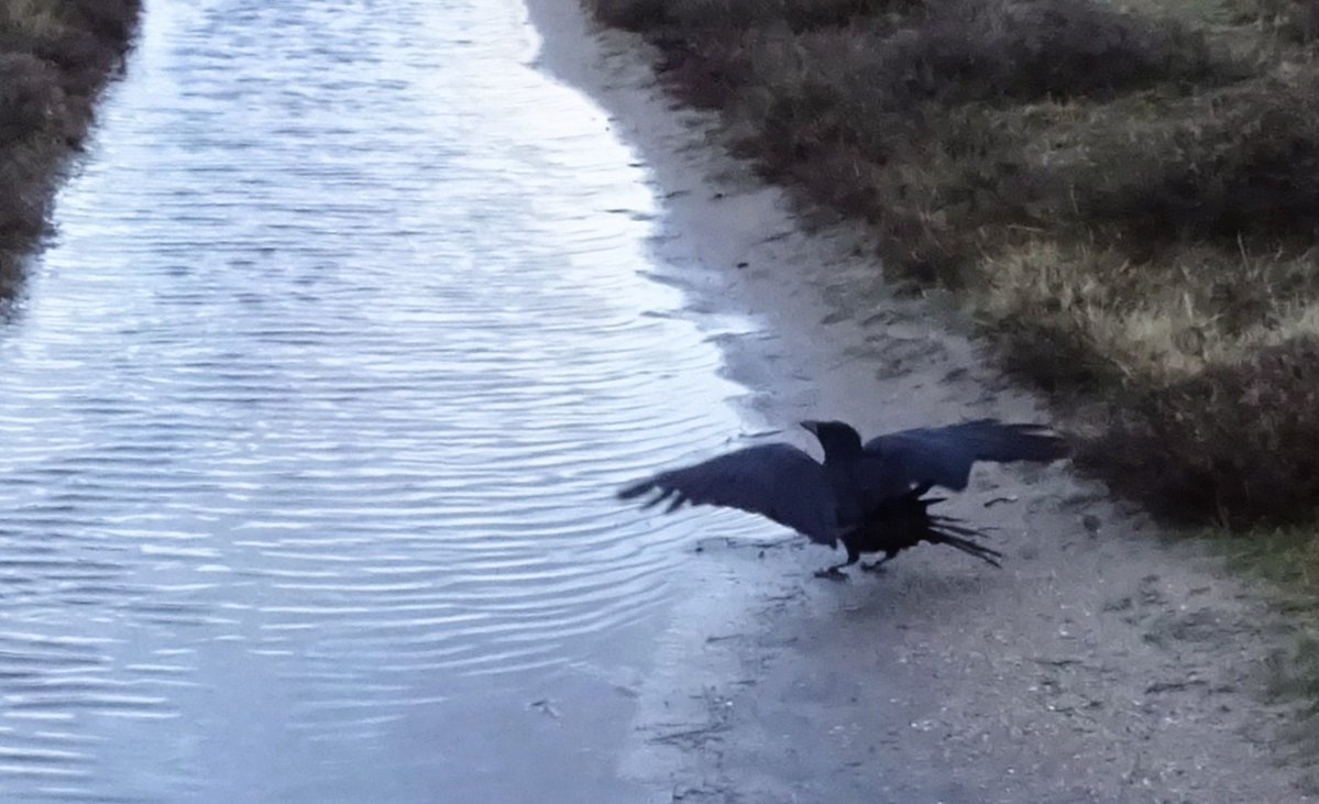 Flint T W I T T E R Crow tweet media