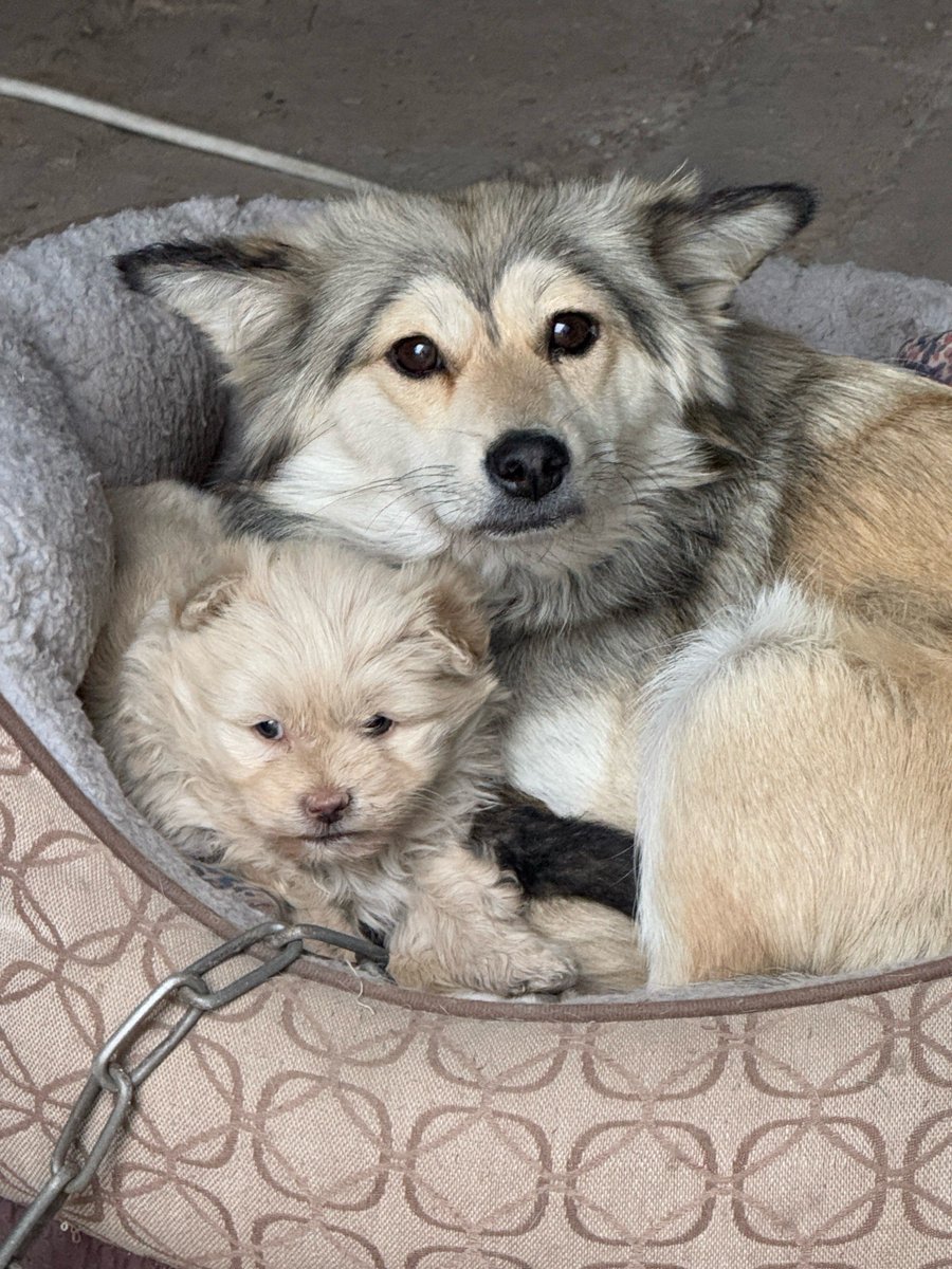 0Zaymn0's tweet photo. "From tiny pup to adventure buddy  Every wag, every nap, every messy paw print—my heart’s full watching you grow. Love you more than treats!  #PetGrowth #FurBabyJoy" https://t.co/OngQhhsLiM