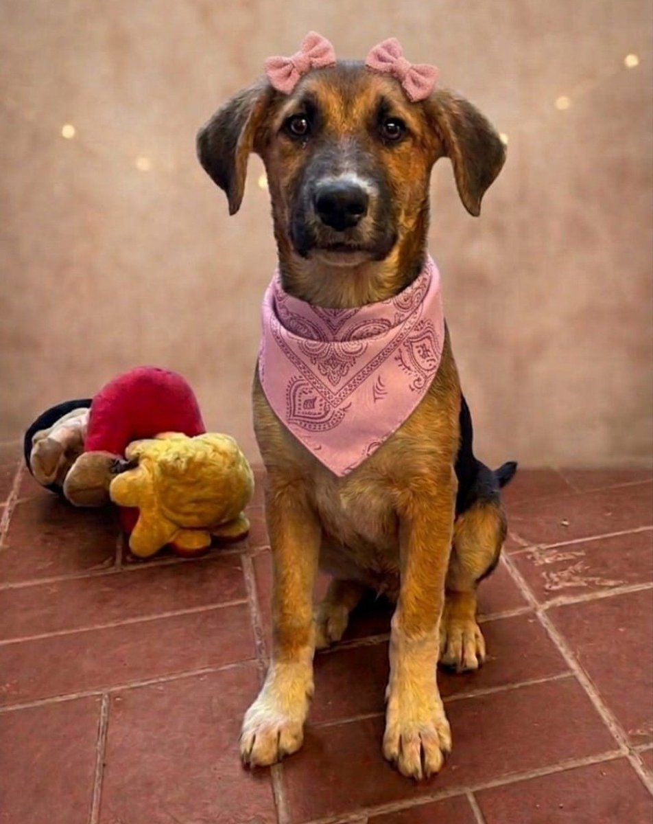 eltuitdemarsh's tweet photo. Linda bebita, de 5 meses, en adopción responsable. Es muy dócil, tierna y se porta muy bien. Se encuentra esterilizada y desparasitada. La van a dejar a domicilio. Si deseas darle un hogar para siempre, comunícate al +56922558831. Favor RT!  
#Santiago https://t.co/N4HcCkQ7uj