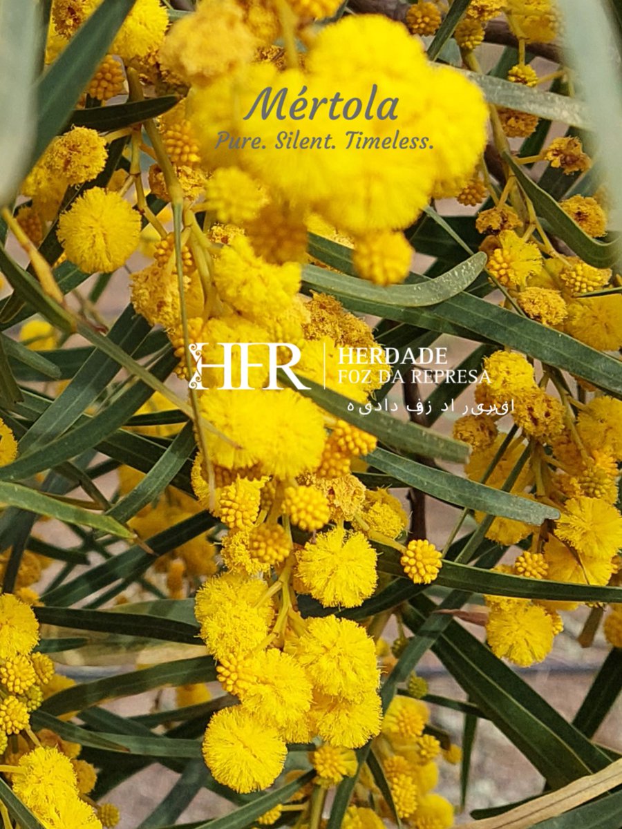 HFR - Wine Experiences & Memorable Events tweet media