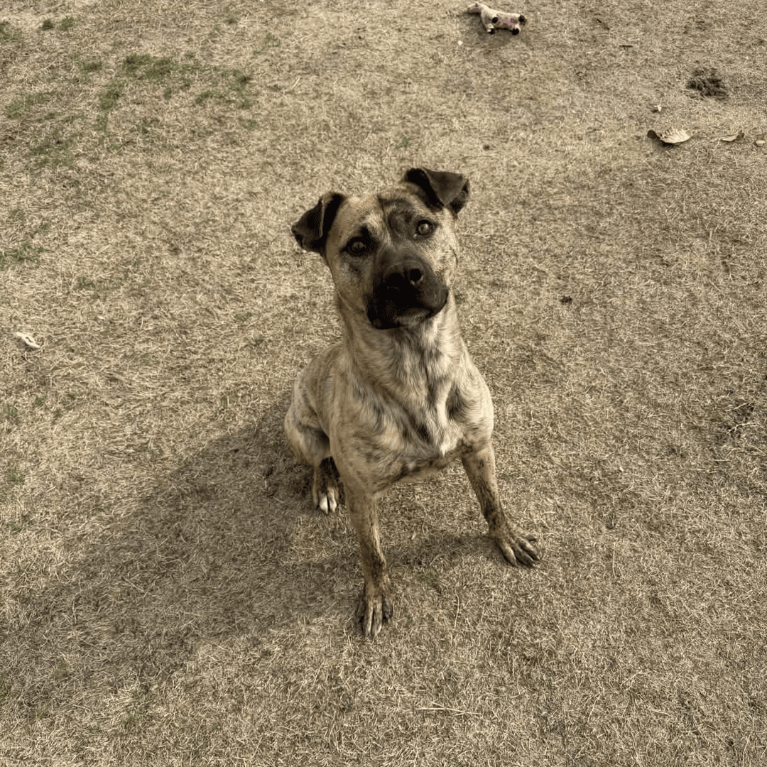 Memphis Humane Society tweet media