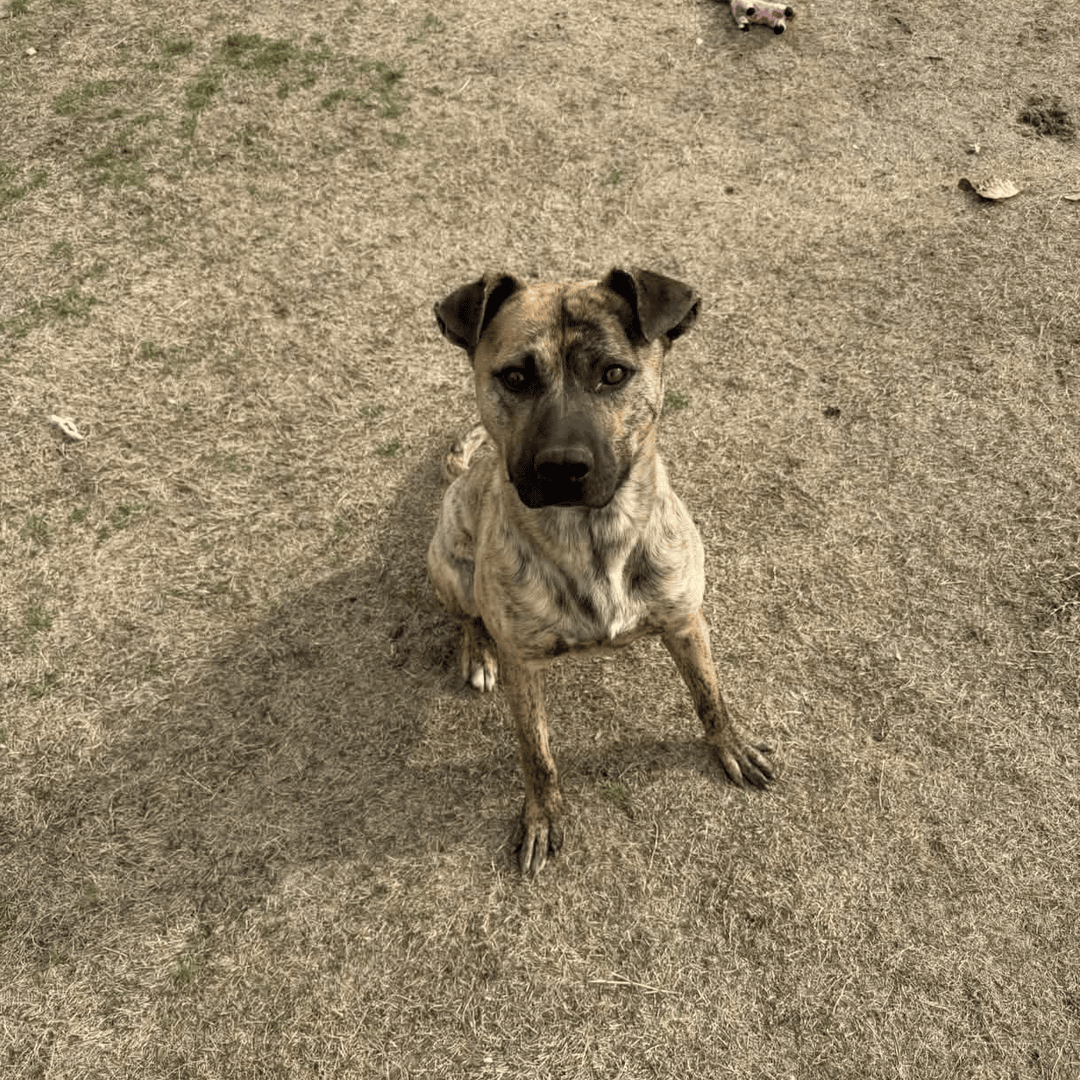 Memphis Humane Society tweet media