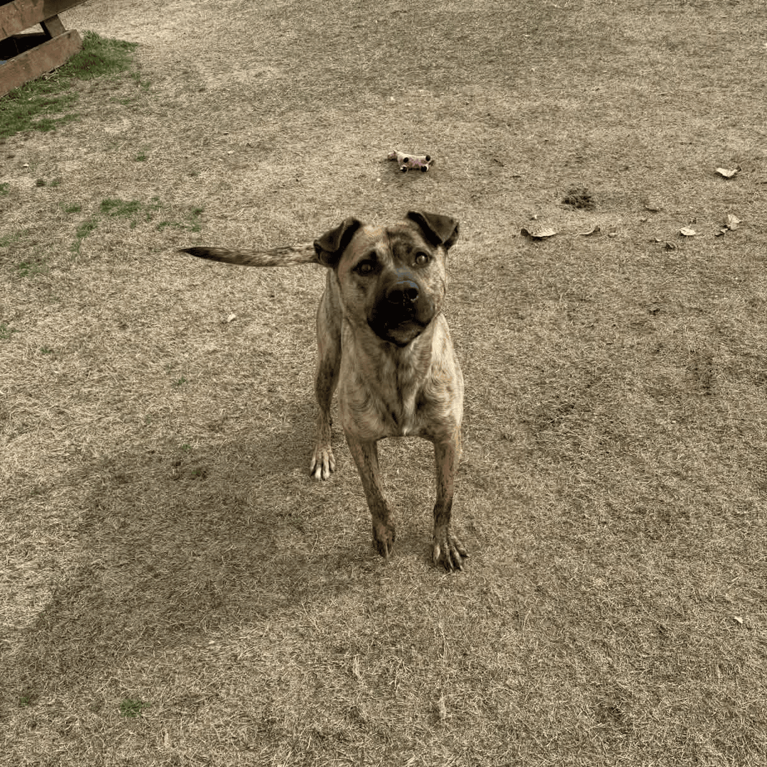 Memphis Humane Society tweet media