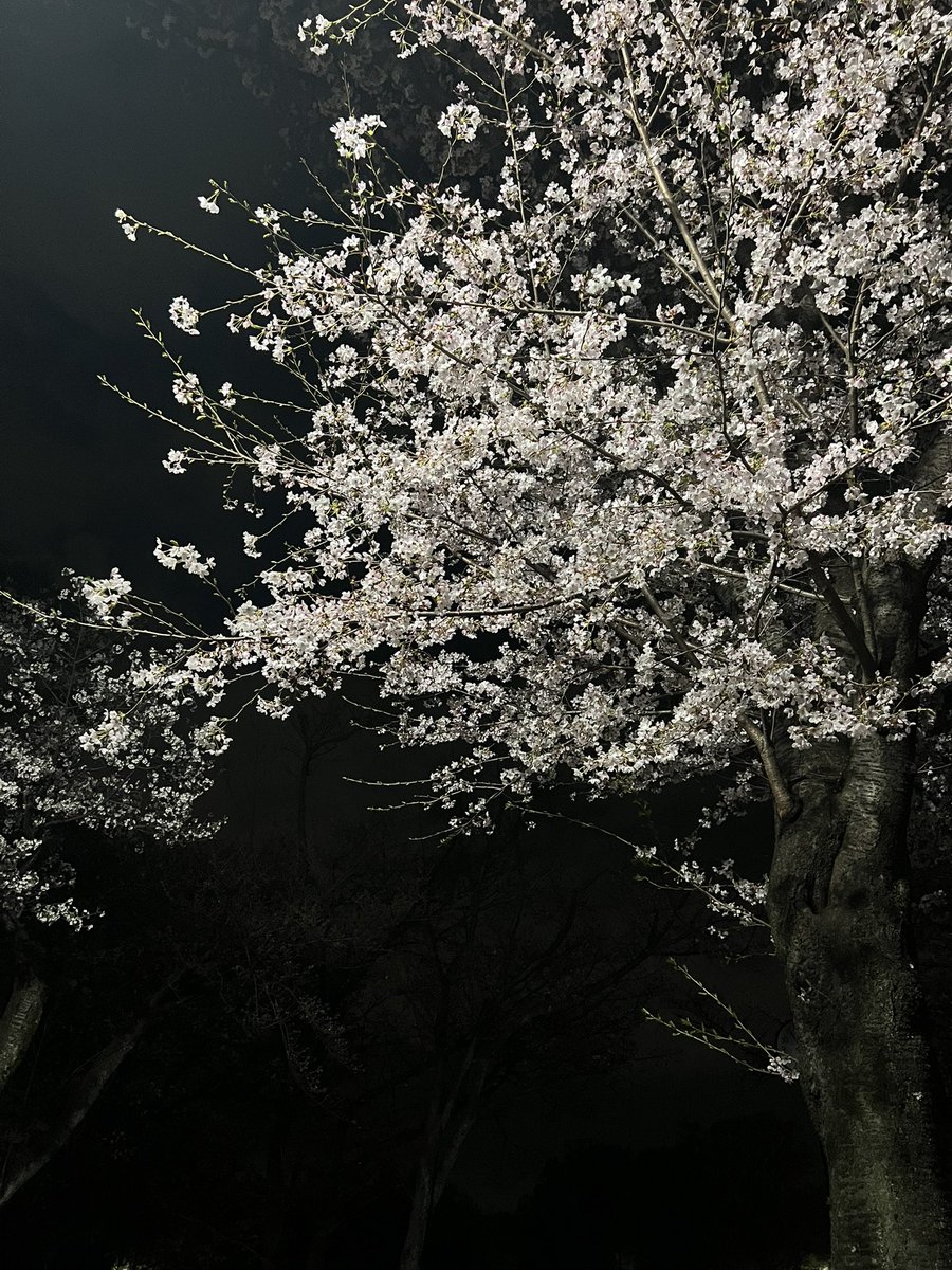 銀髪のハル tweet media