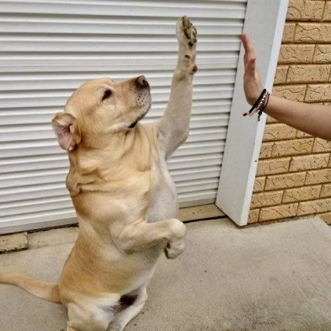 peter as puppies 🐶! tweet media