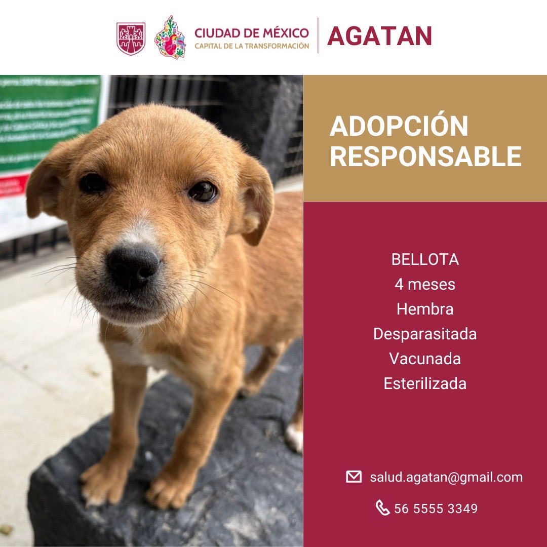 Agencia de Atención Animal tweet media