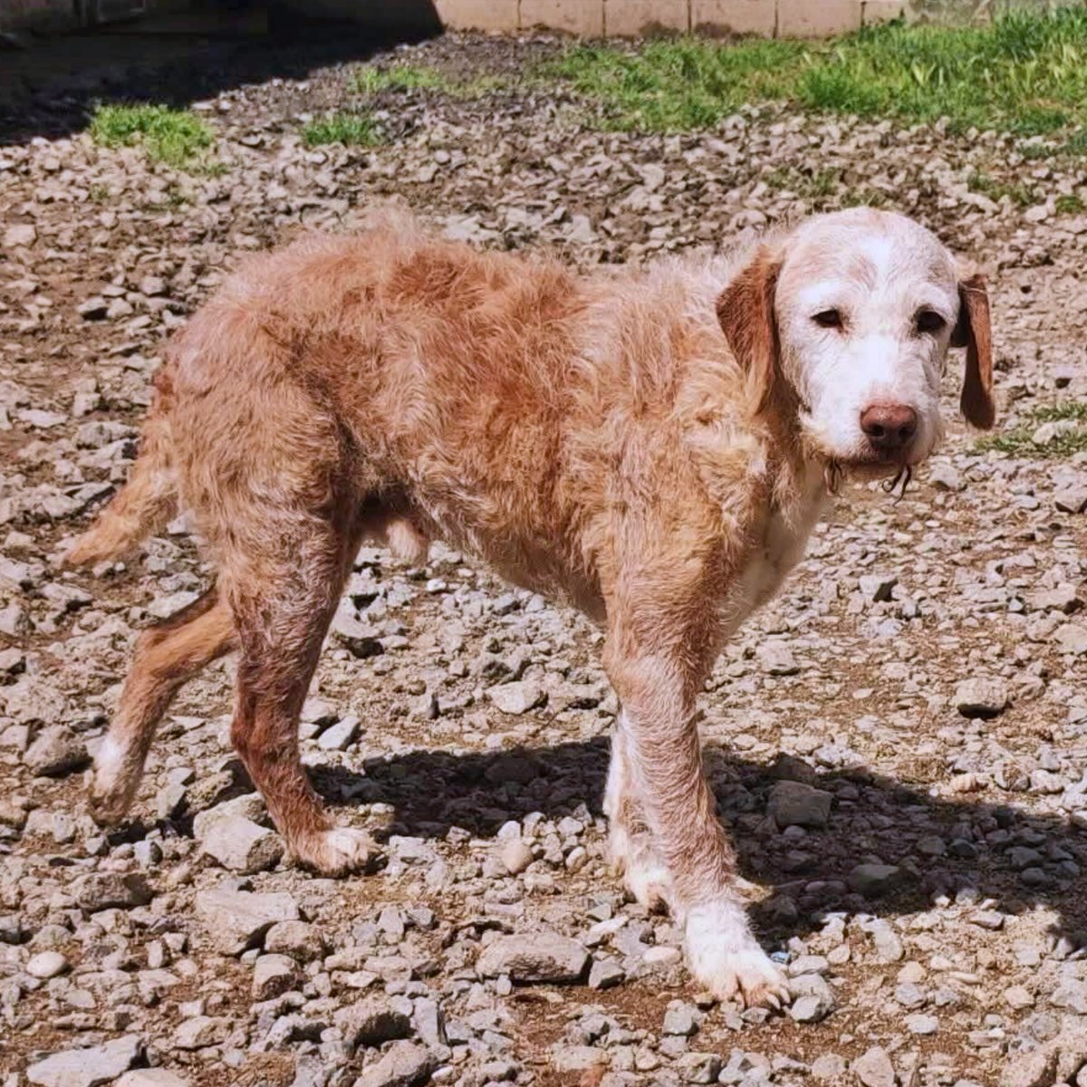 SOS Abuelos tweet media