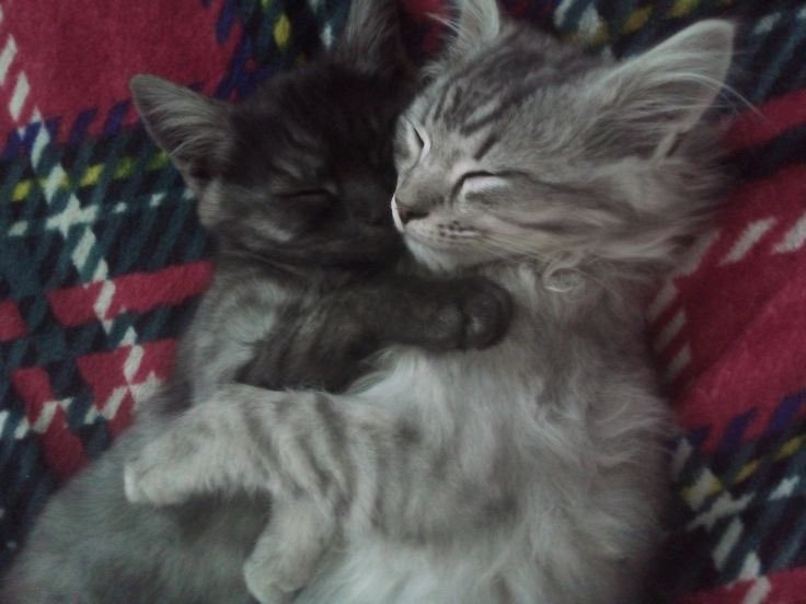 L天使en𝄃𝄃𝄂𝄀𝄁 tweet media