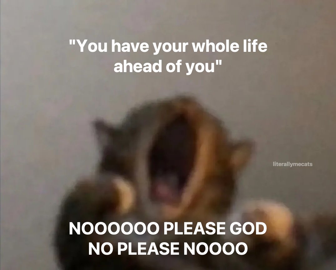 LiterallyMeCats tweet media