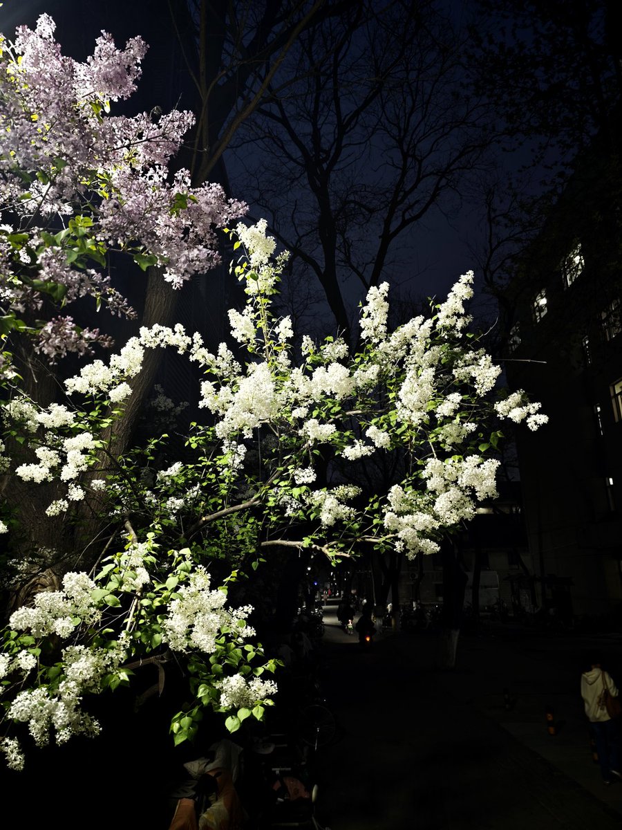 Back___qaq's tweet photo. 深夜に寝付けず下りていったら、一株のライラックを見つけました。これは、私への慰めでしょうか。 https://t.co/1LuMQF3YtG