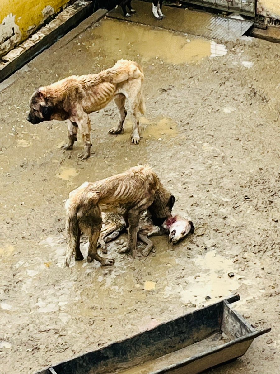 OnNumara tweet media