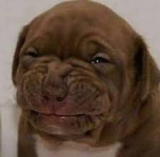 El Harry Popotter tweet media