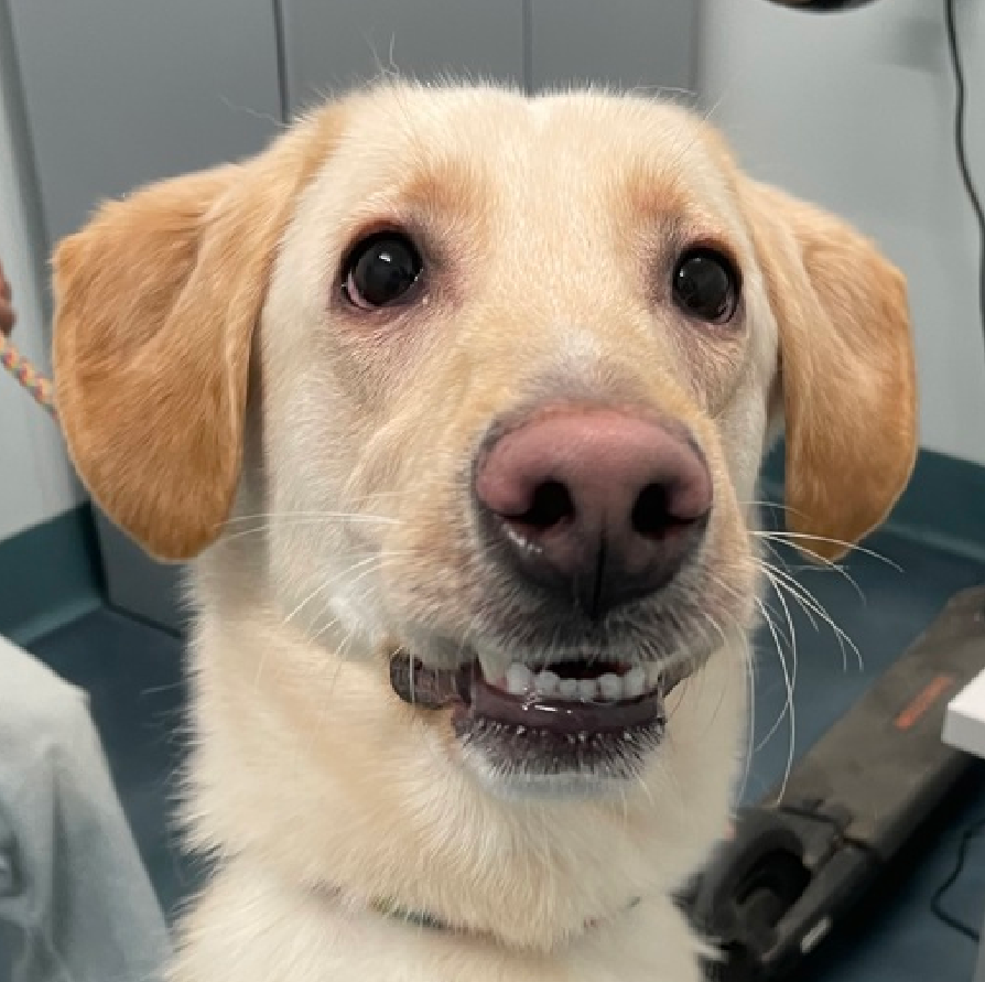 Save America🐺💔 🇺🇸 💪🦅⌛️🙏 Save America tweet media