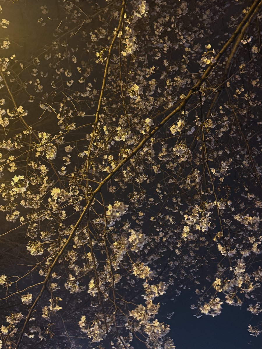 夜の桜。

ジムのあと、
オフィスへ向かう途中の神社で